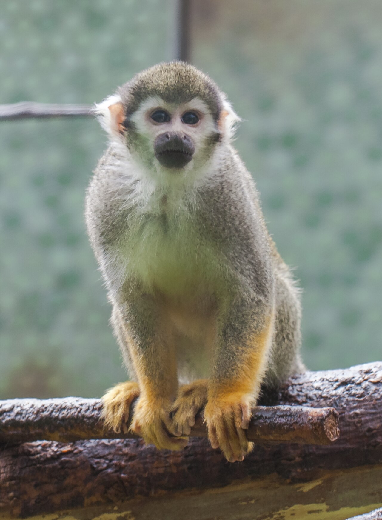 リスザル・ミュンヘンHellabrunn動物園
