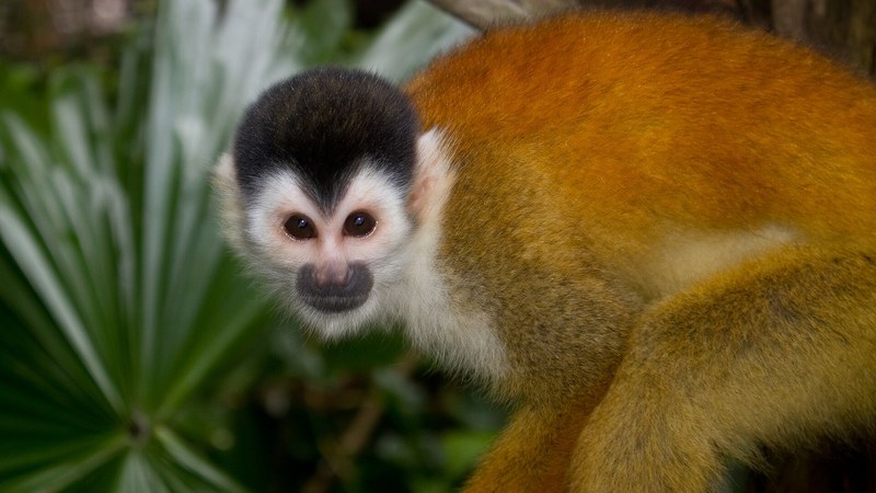 リスザル・パナマSummit Zooのボリビアリスザル