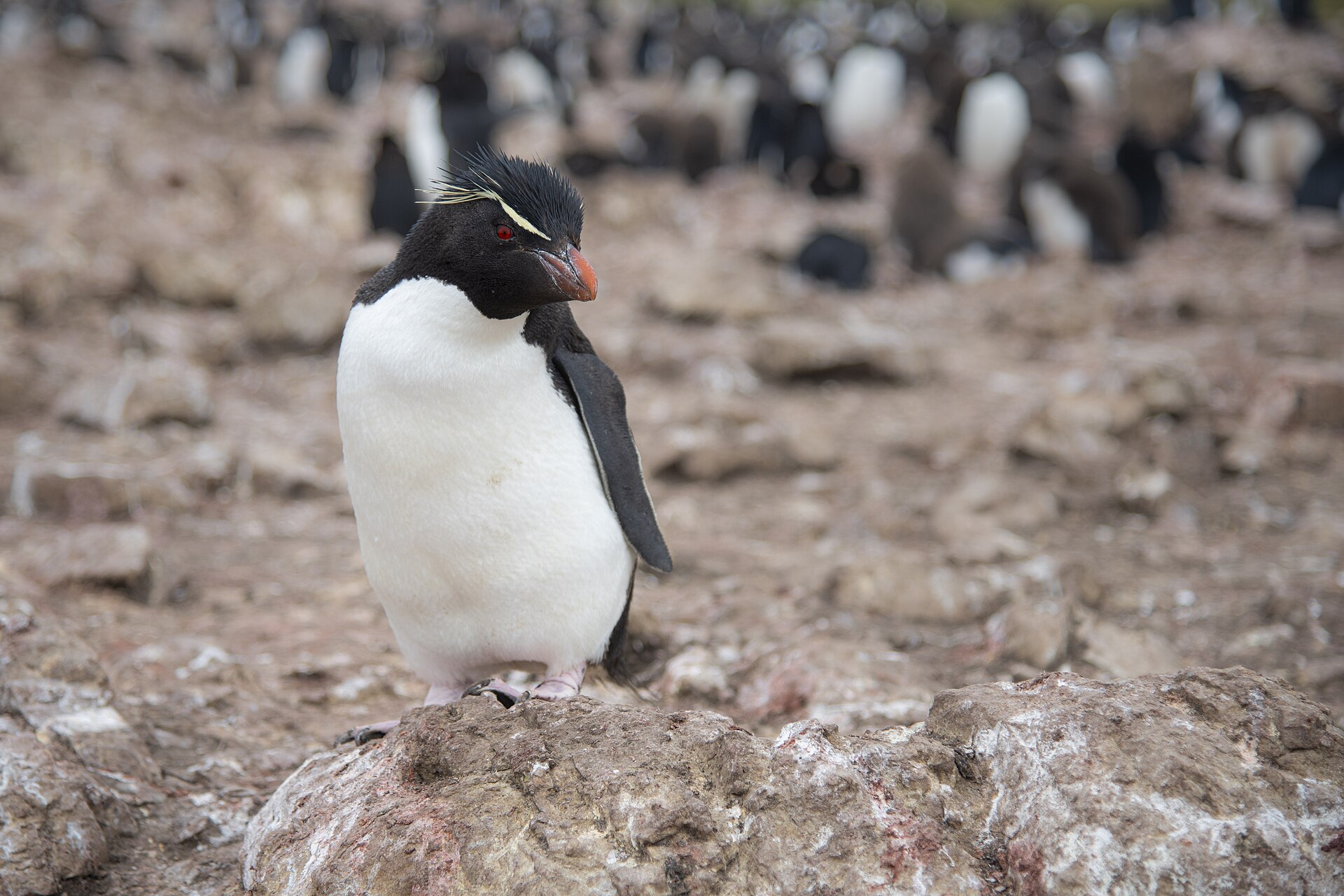 岩場のコロニーのイワトビペンギン