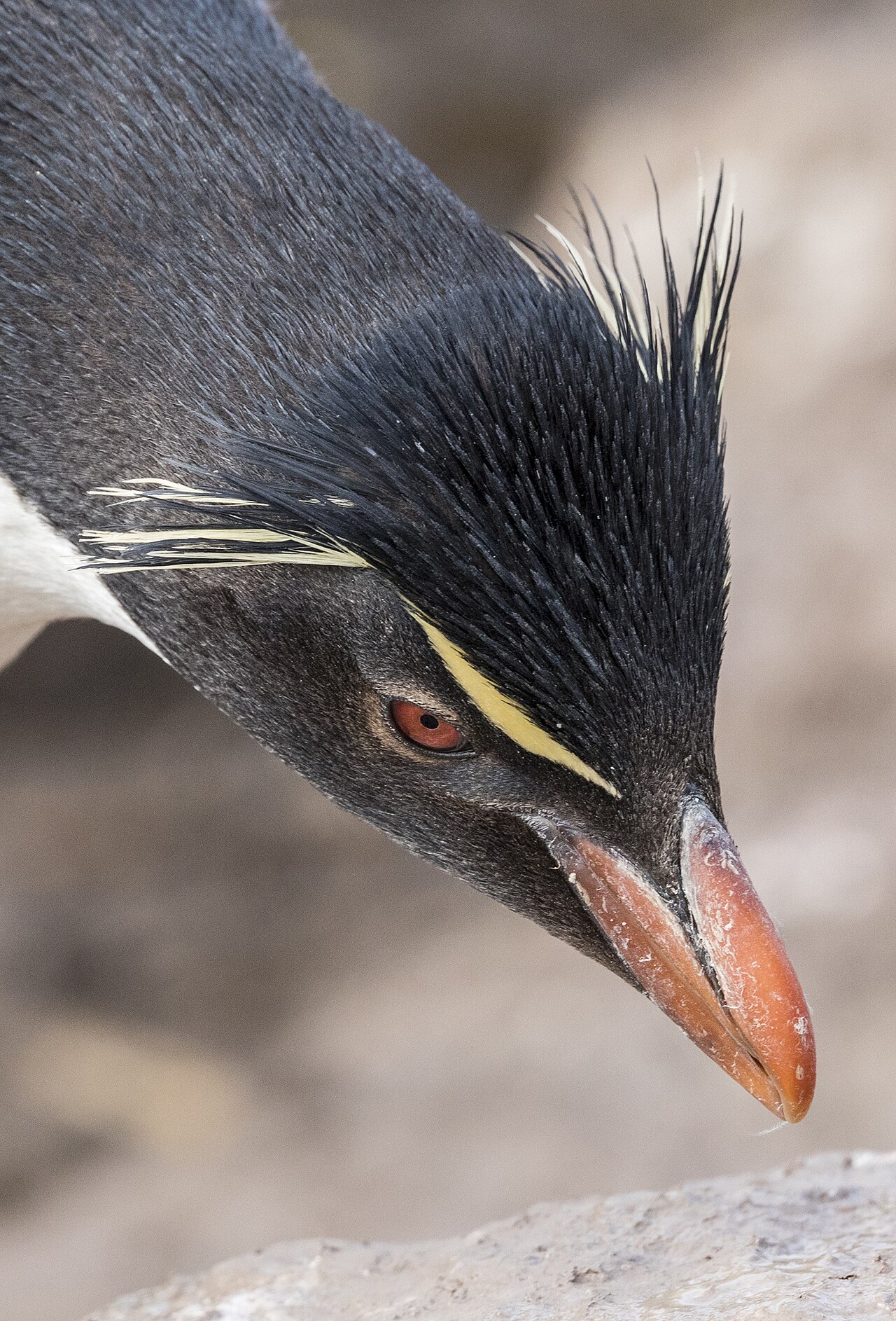 イワトビペンギンの赤い目と冠羽