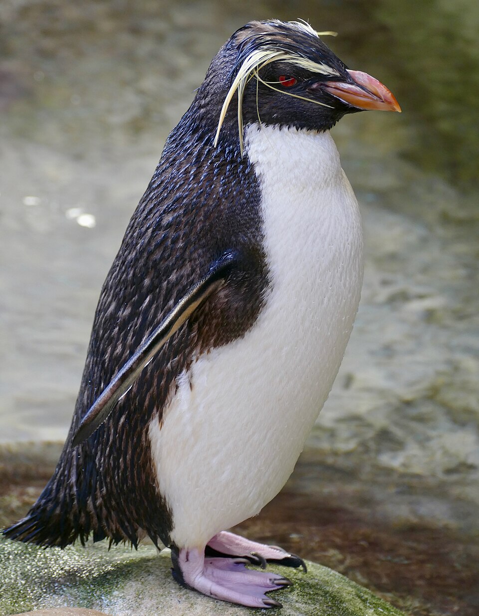 イワトビペンギンの全身