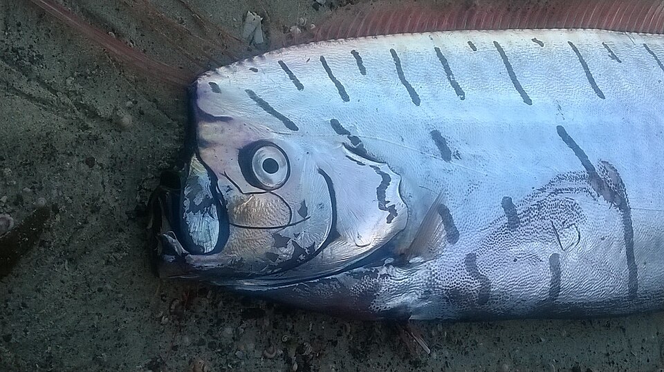 リュウグウノツカイの頭と赤い背びれ
