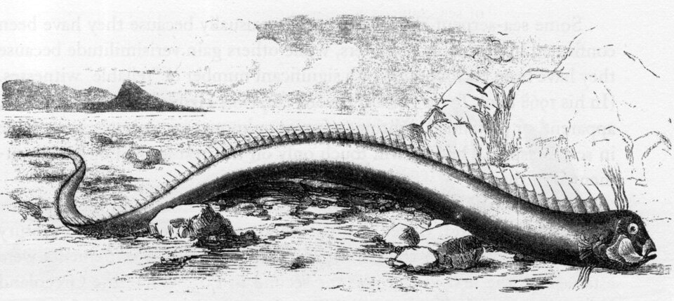 海の大蛇として描かれたリュウグウノツカイの仲間