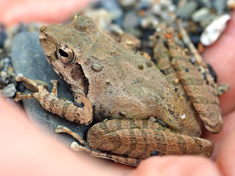 リュウキュウカジカガエルの体色(灰褐色〜黄褐色)