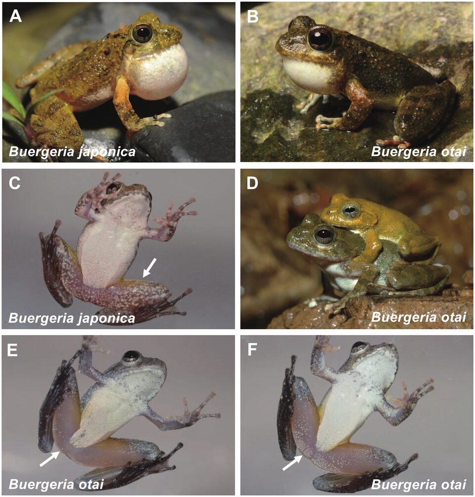 Buergeria japonica と B. otai(B. choui の別名)の比較図(Wang et al. 2020)