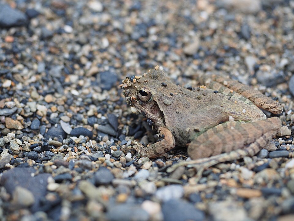 砂利の上のリュウキュウカジカガエル