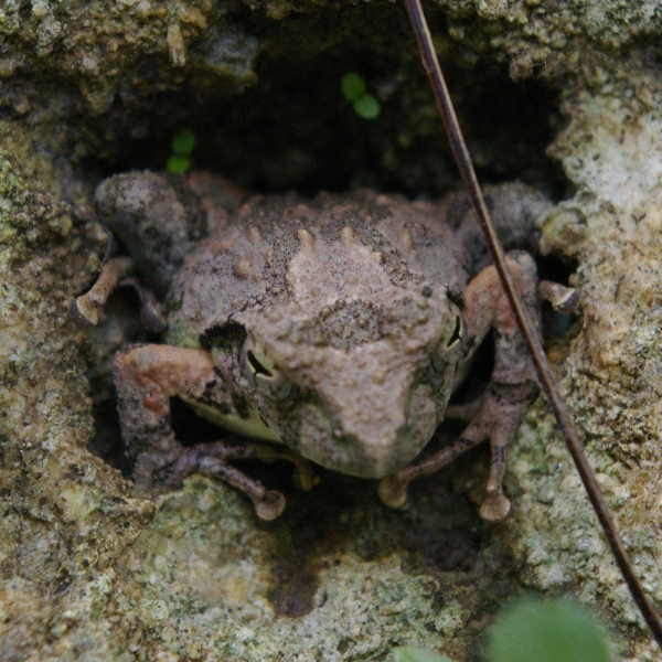 岩の隙間のリュウキュウカジカガエル