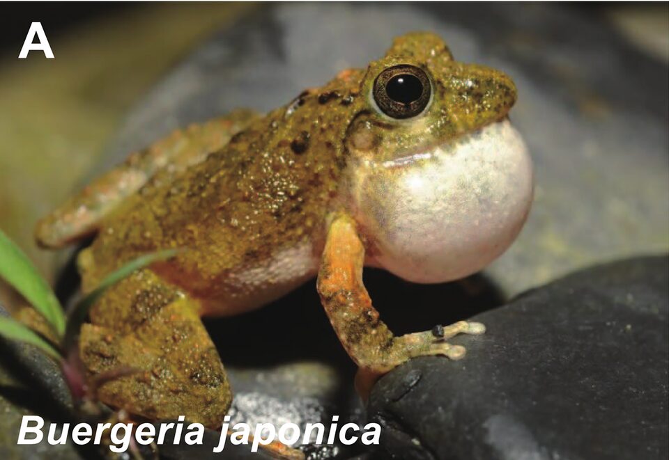 Buergeria japonica の側面(Wang et al. 2020 のトリミング)