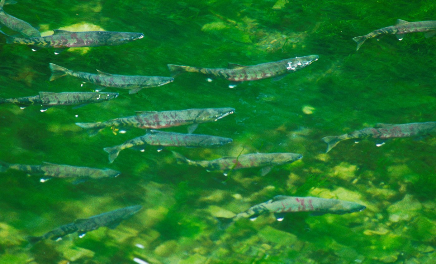 川を下るサケの稚魚の群れ