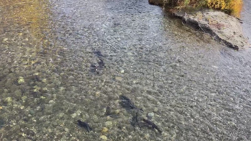 川をさかのぼるサケの群れ