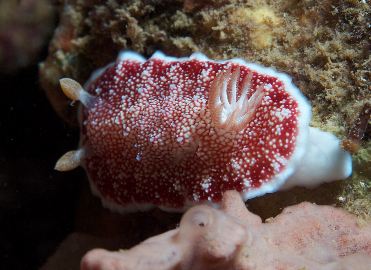 サラサウミウシ 上から・赤網目と白い外套腺、白＋黄の縁