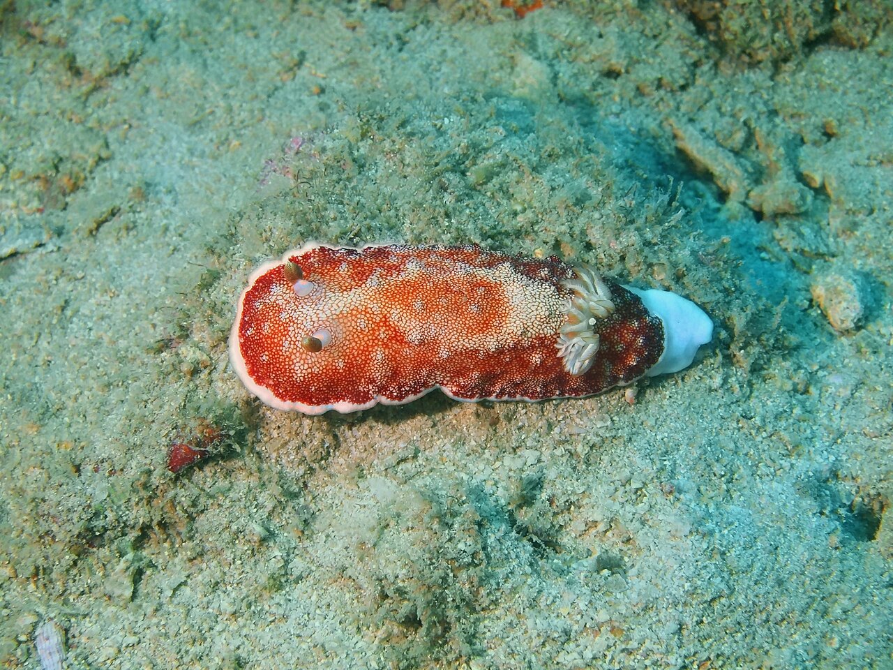 サラサウミウシ 別個体・網目の粗密と色調の個体差