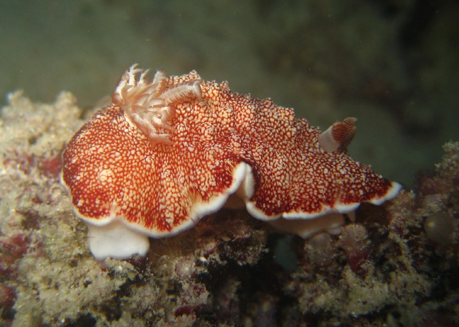 サラサウミウシ 側面・網目と外套膜の白＋黄の縁が明瞭