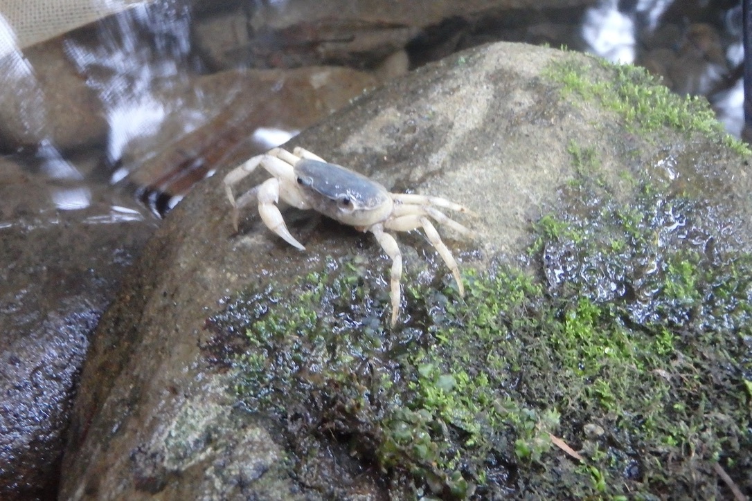 石の上のサワガニ