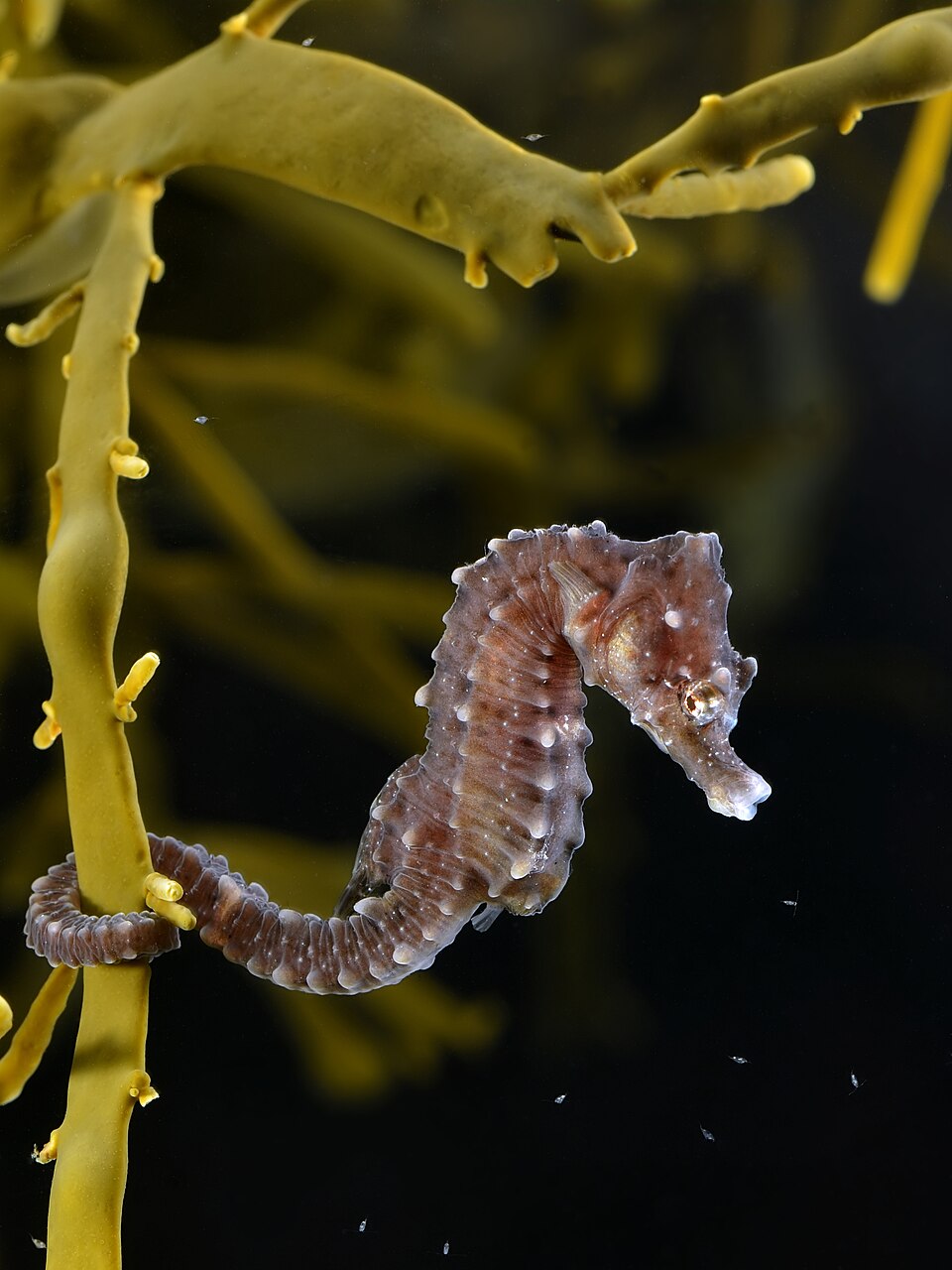 尾を海草に巻きつけるタツノオトシゴ