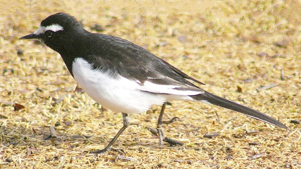 横向きのセグロセキレイ・頭から背にかけての黒