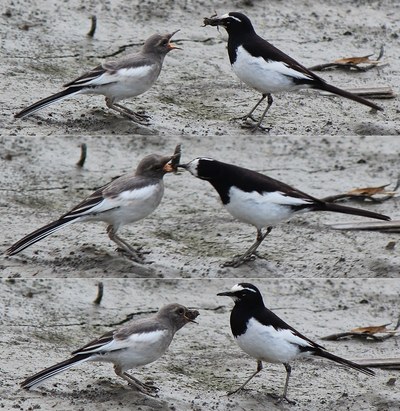 雛に餌を運ぶセグロセキレイの親鳥