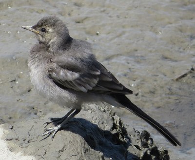 灰色の羽色をもつセグロセキレイの幼鳥