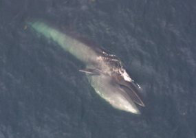 上空から見たイワシクジラ・水面近くを泳ぐ姿