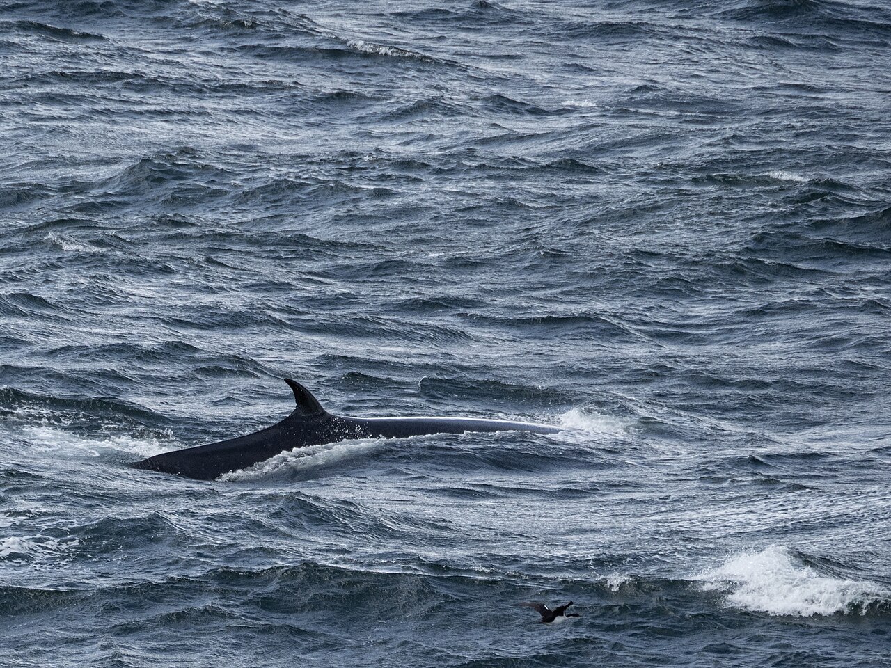 水面に大きな背びれを出すイワシクジラ