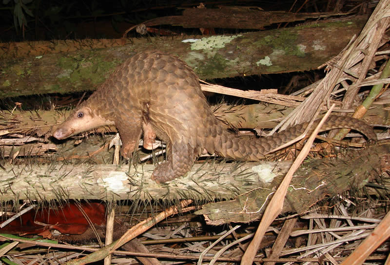 センザンコウ