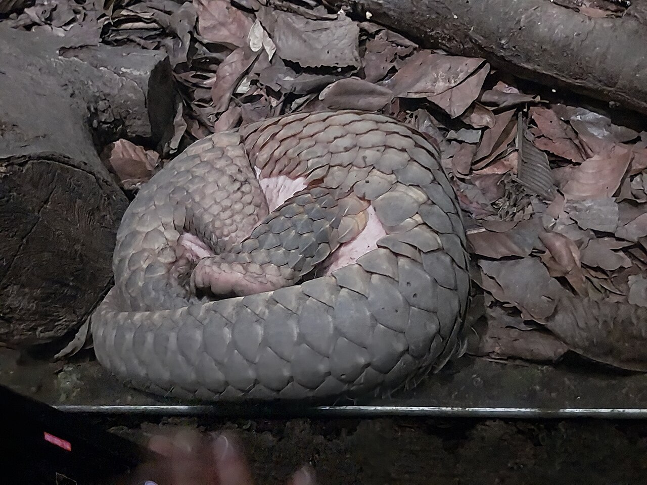 センザンコウ