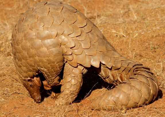 センザンコウ