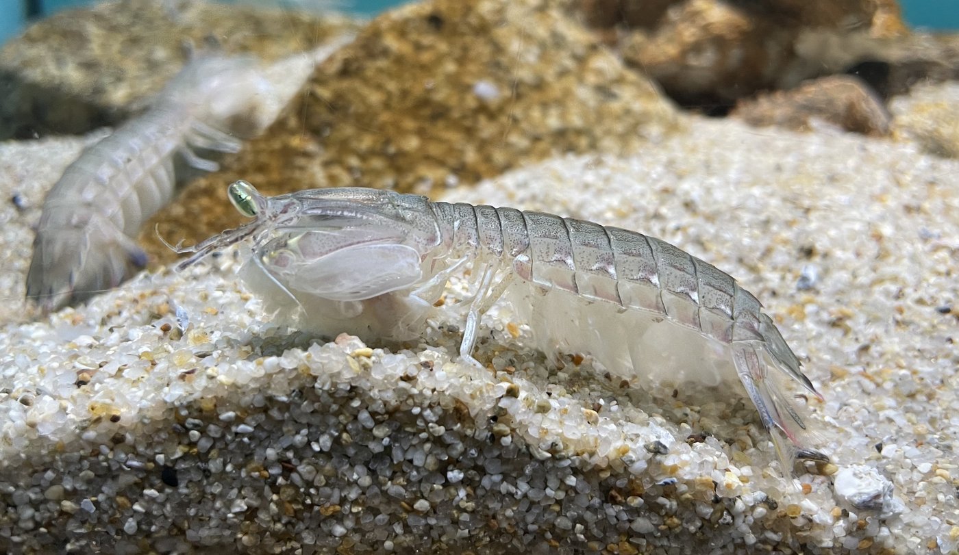 食用のシャコ（宮島水族館）