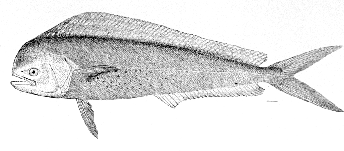 シイラのオスの成魚・四角い額