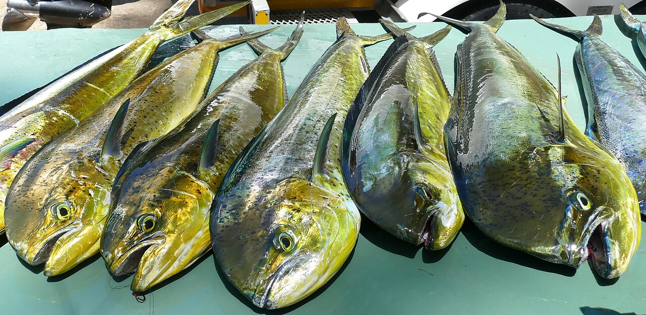 シイラの群れ・浮遊物の下に集まる姿