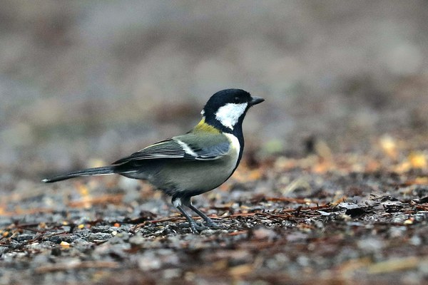 枝に止まるシジュウカラ・鳴く姿
