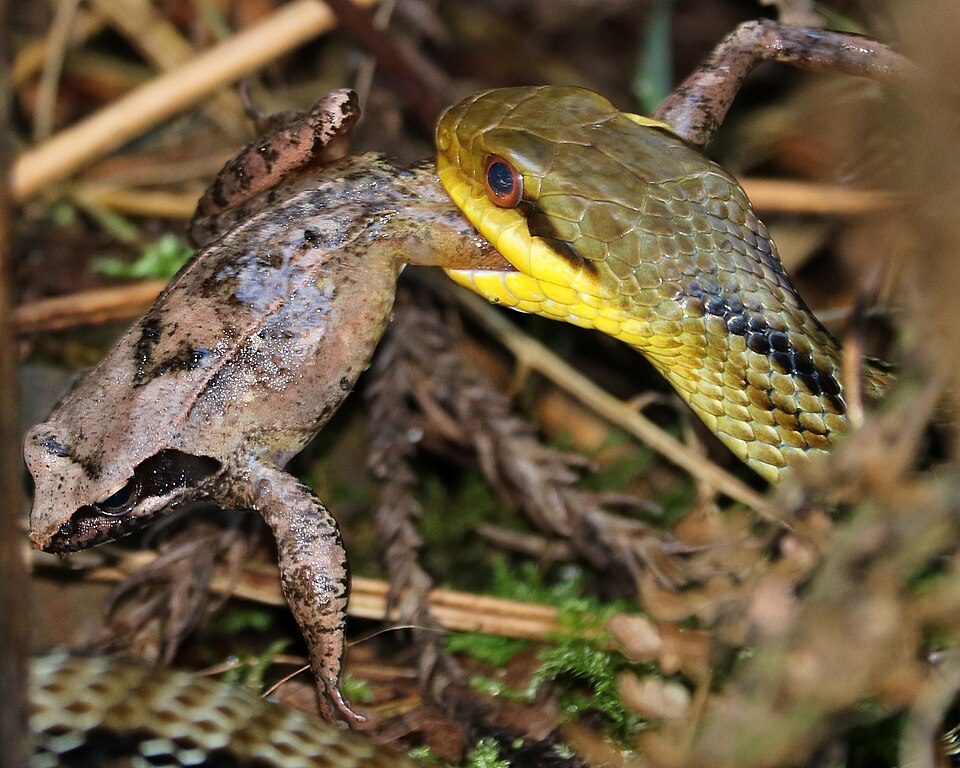 ヤマアカガエルを捕らえたシマヘビ