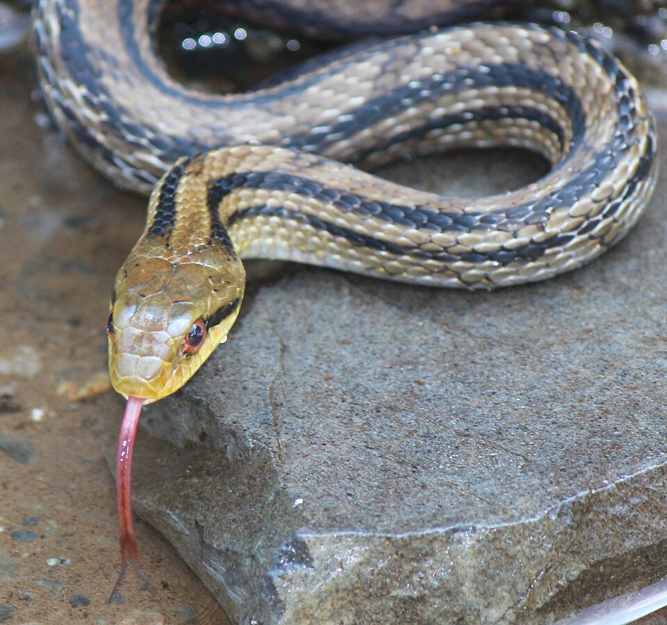 舌を出したシマヘビの頭部