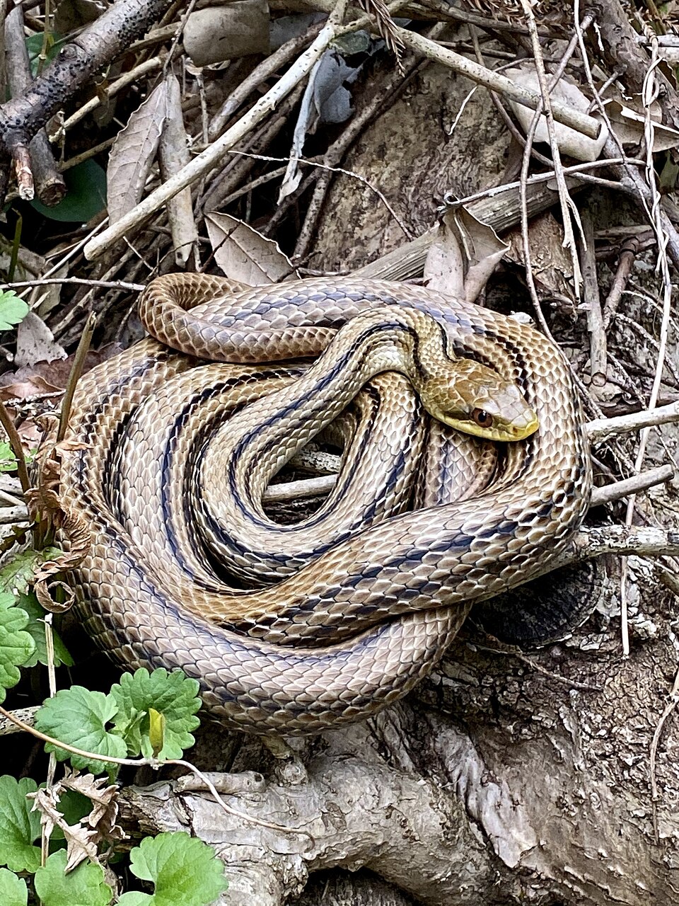 4本の縦縞がはっきり見えるシマヘビ
