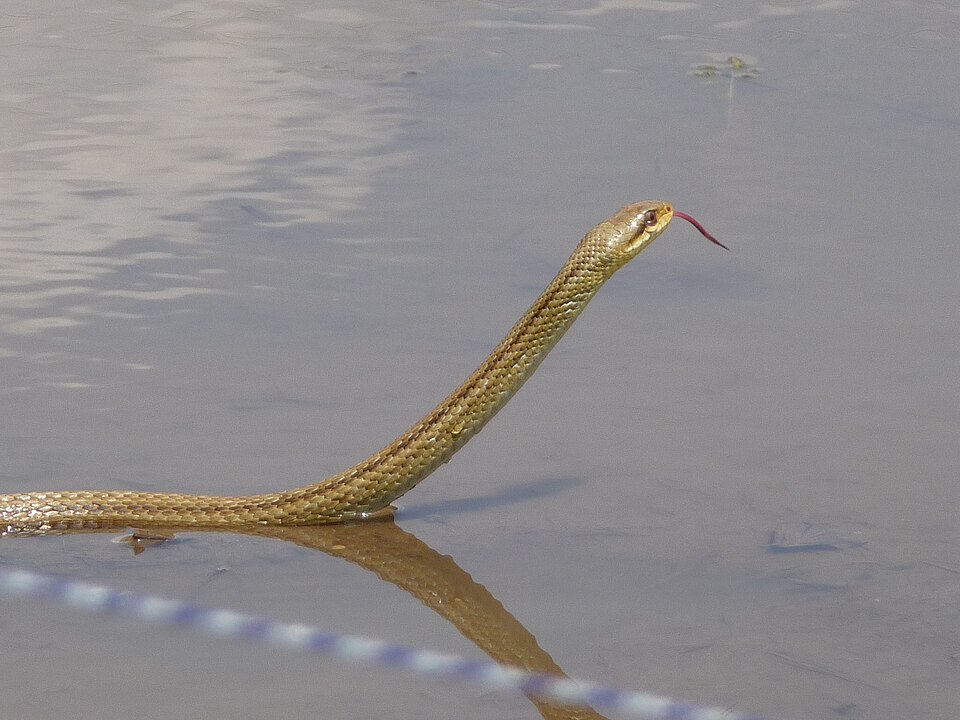 水辺で頭をもたげたシマヘビ