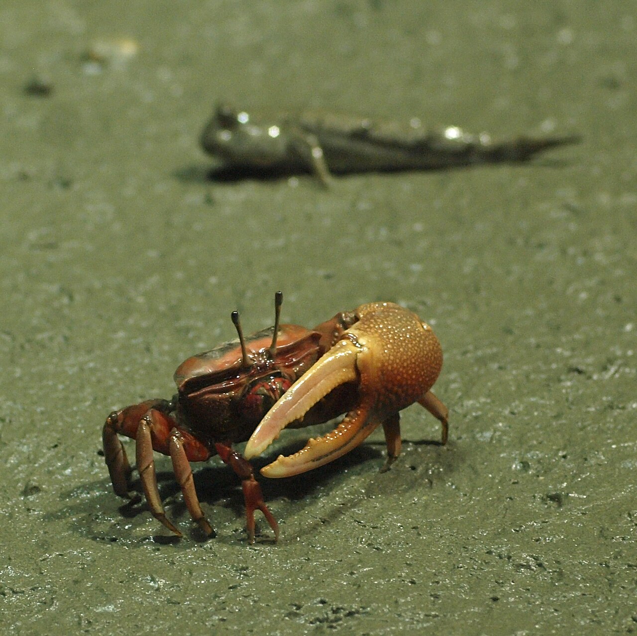 はさみを振るシオマネキ