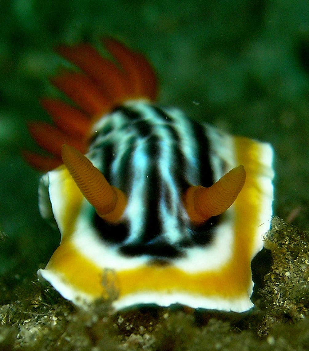 シライトウミウシが黄色のカイメンに載る姿