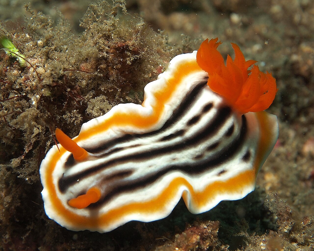 シライトウミウシの外套膜のフリル・アップ