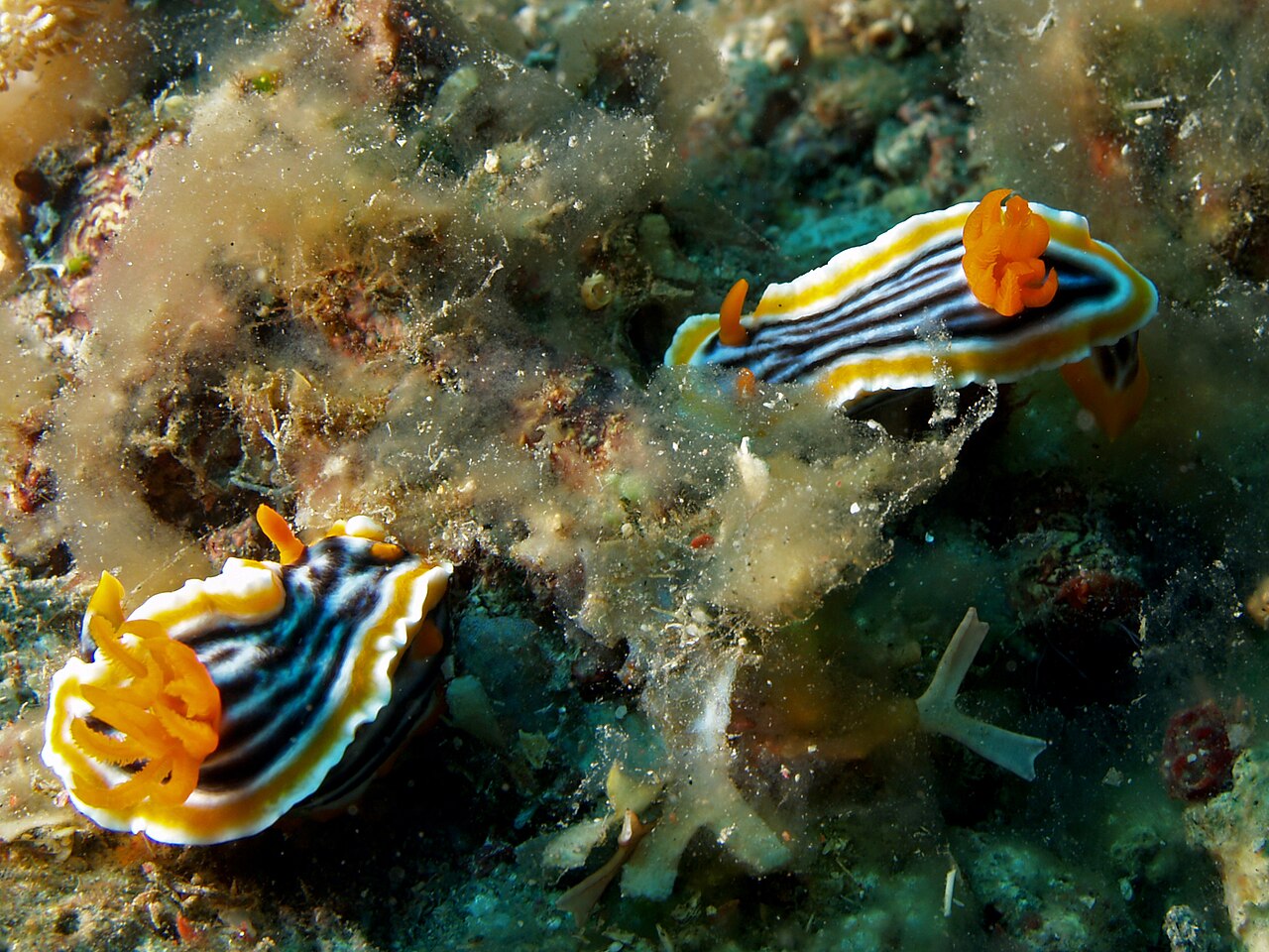 シライトウミウシの2個体が並ぶ・繁殖行動