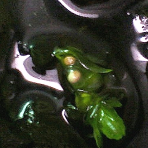 水草に貼りつけられたシリケンイモリの卵