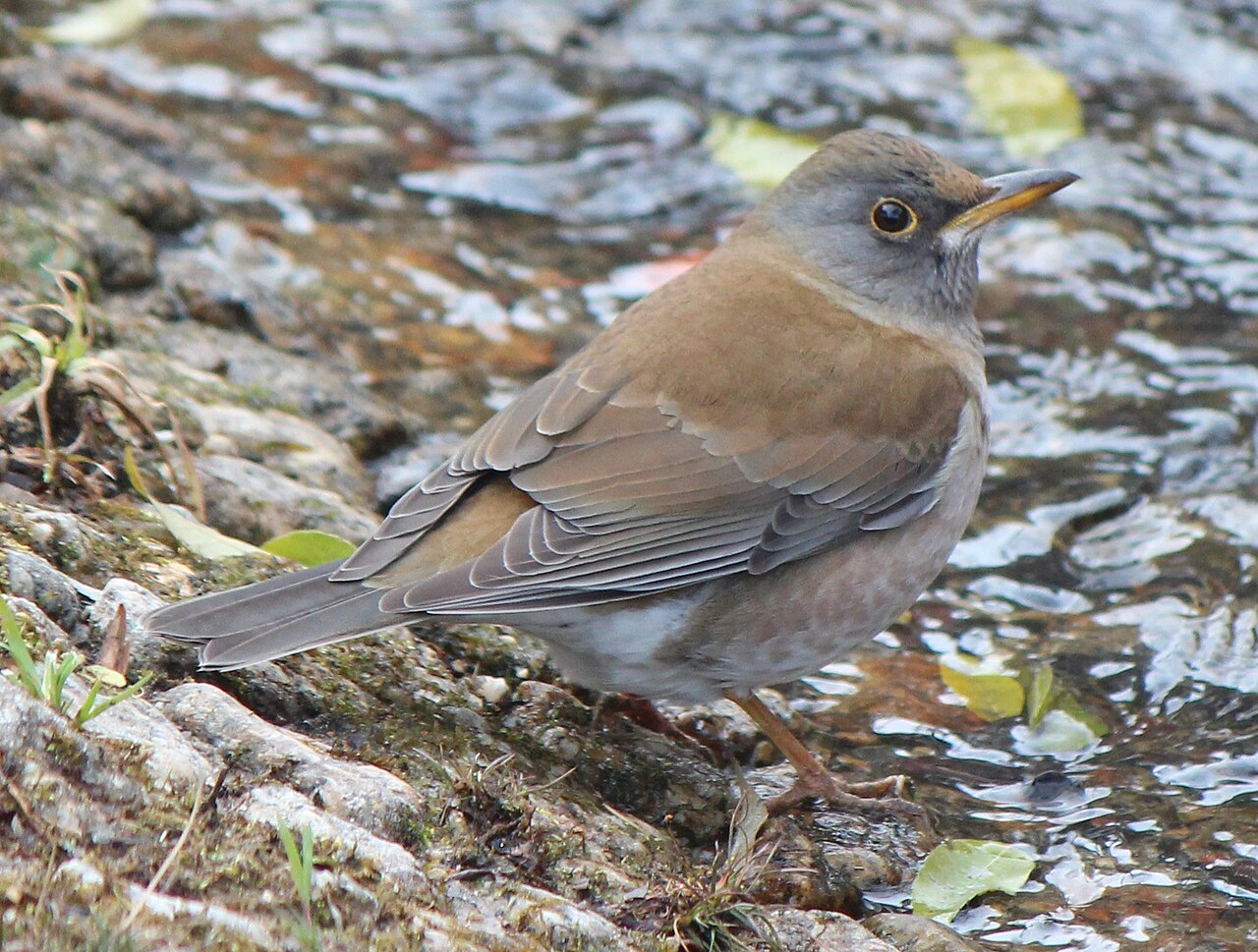 シロハラの成鳥・地上採食中の姿