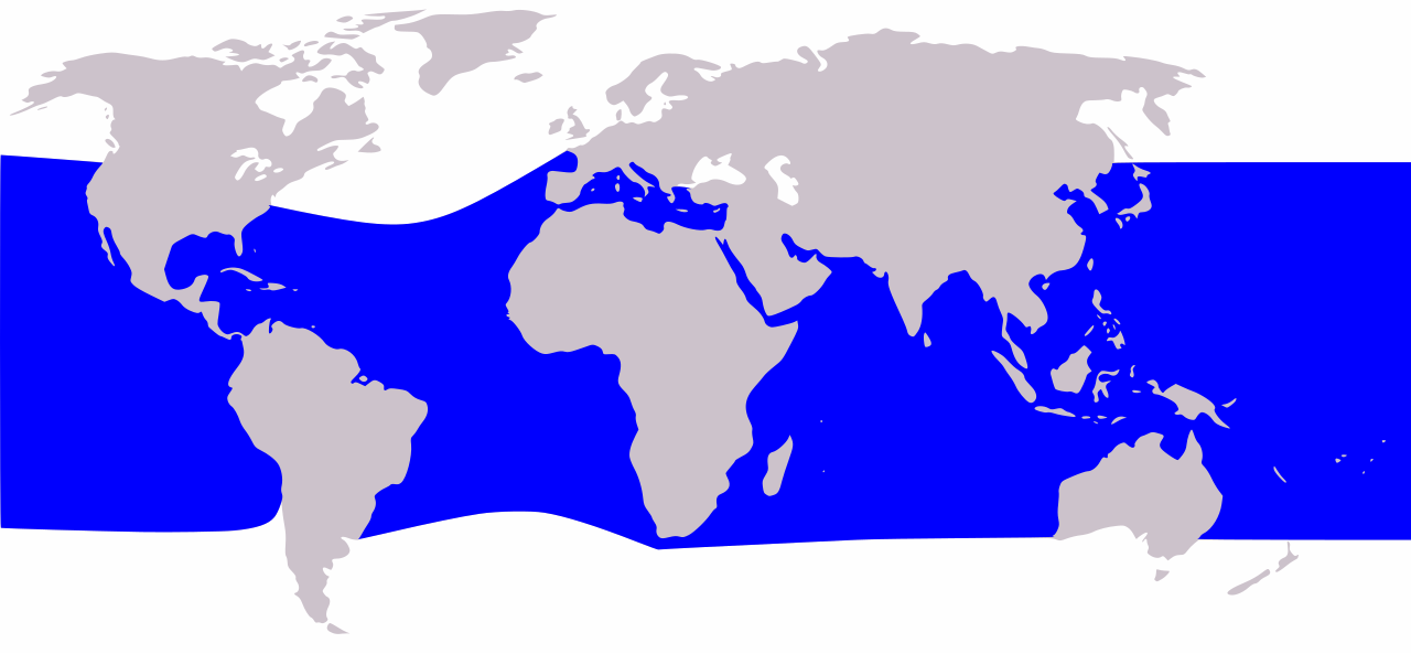 シワハイルカの世界分布図（熱帯・亜熱帯の外洋）