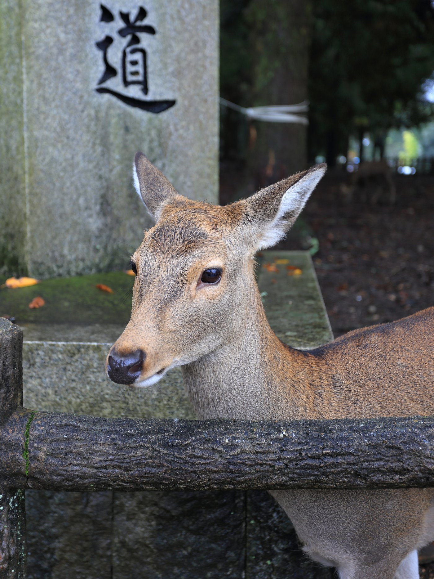 奈良公園のニホンジカ