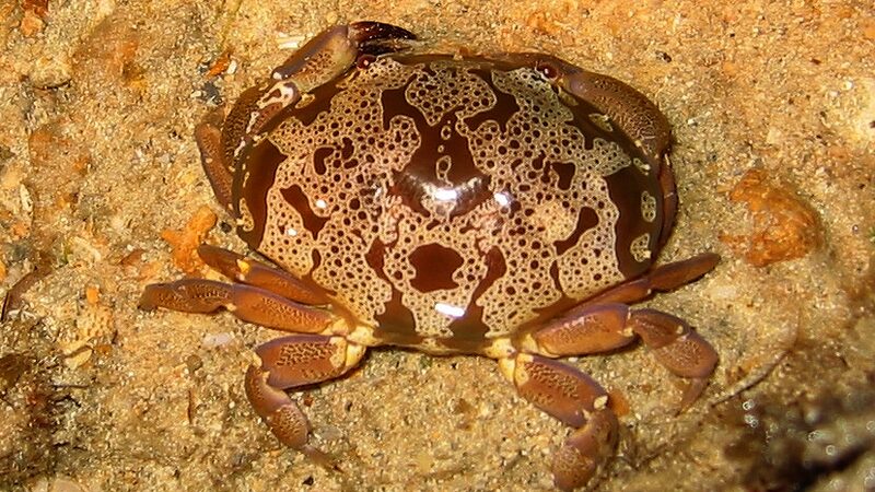 甲殻類・軟体動物図鑑】スベスベマンジュウガニ - いきもの図鑑
