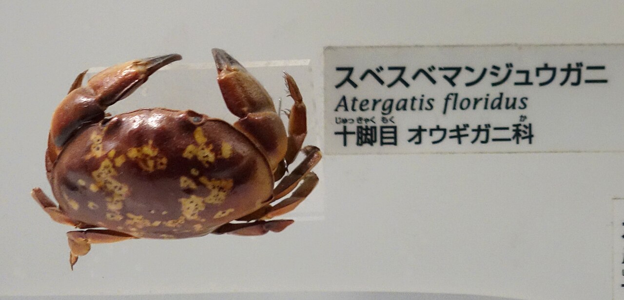 スベスベマンジュウガニの標本