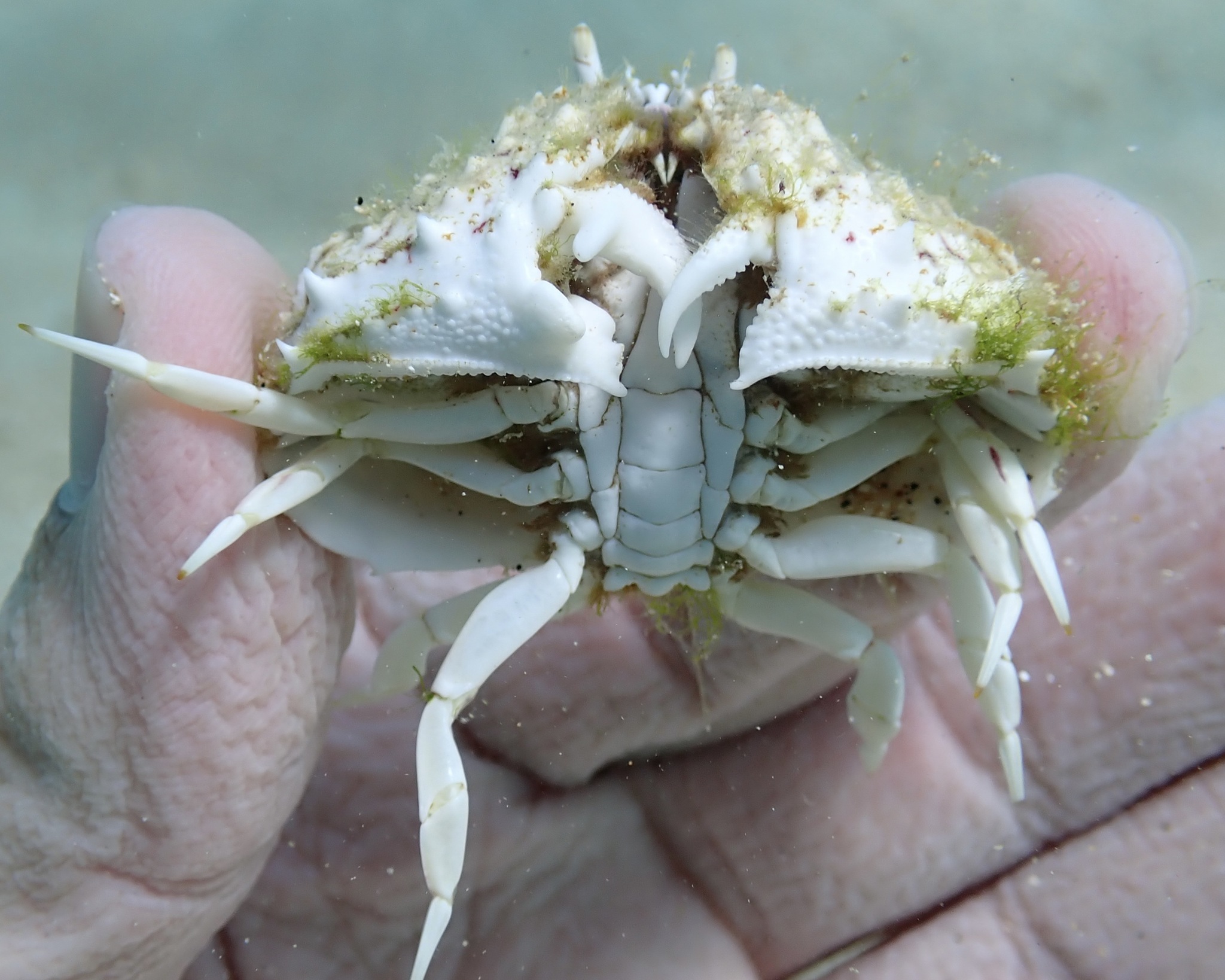 手にのせたソデカラッパ
