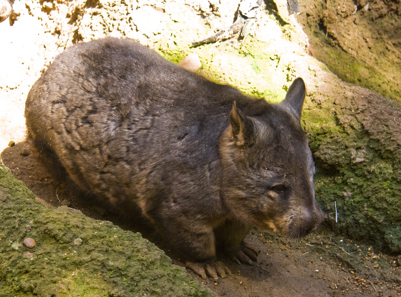 ミナミケバナウォンバット