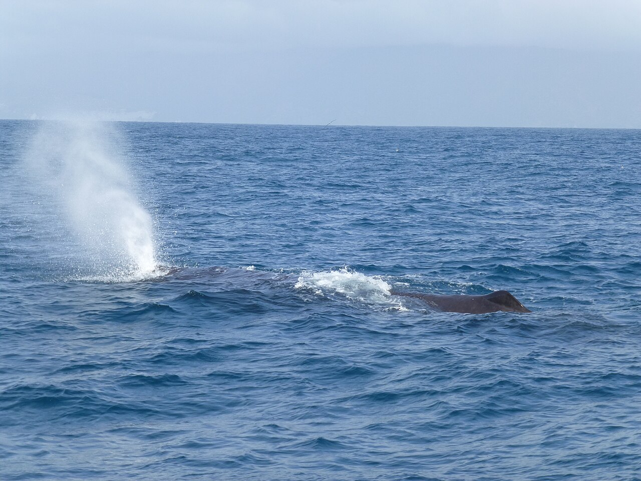 マッコウクジラが水面で潮を吹く姿