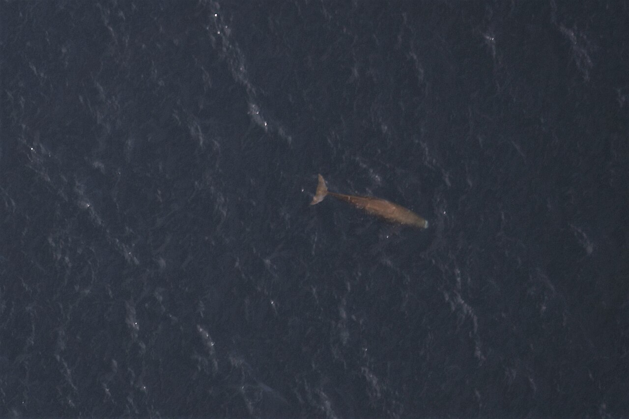 上空から撮影したマッコウクジラ・尾を上げて深海に潜る姿