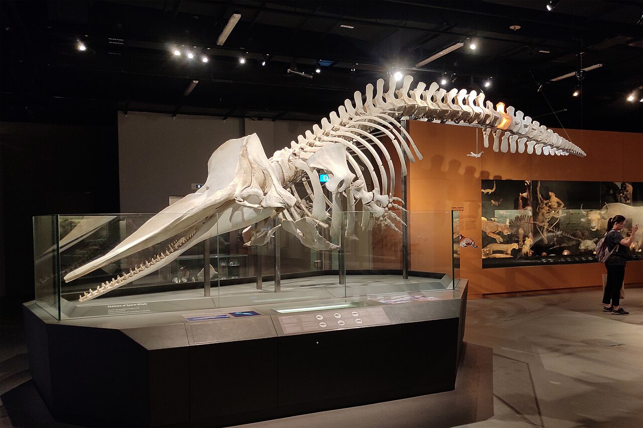 マッコウクジラの全身骨格（博物館展示）・巨大な頭骨が特徴的